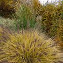 Pennisetum alopecuroides 'Moudry'